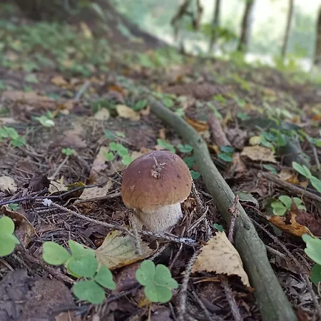 Campingplatz Folwark Noclegowy W Nowej Morawie - Holenderka Na Wys 600 M Stronie Śląskie