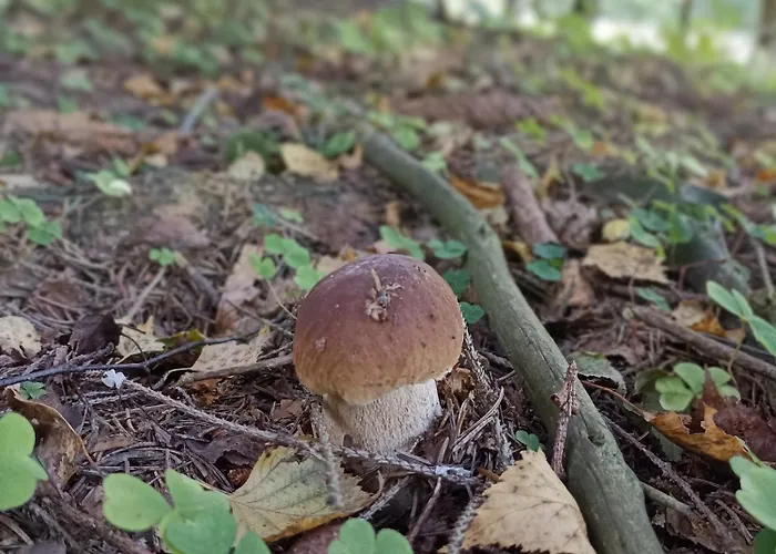 Campingplatz Folwark Noclegowy W Nowej Morawie - Holenderka Na Wys 600 M Stronie Śląskie